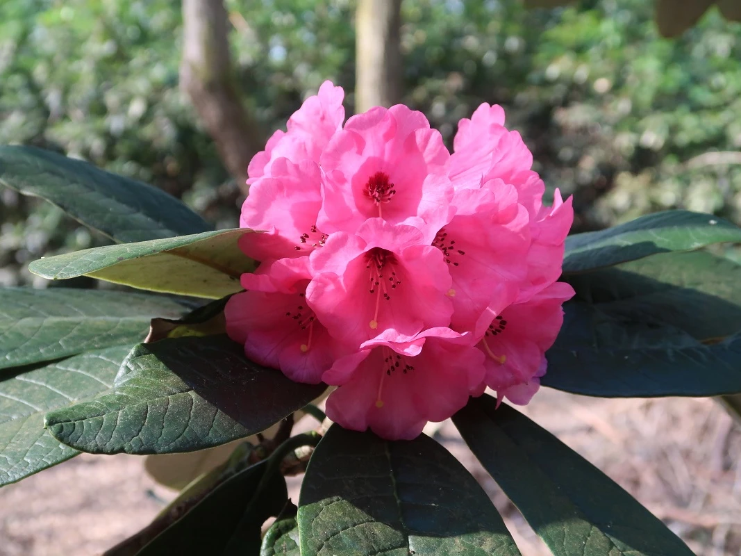 R. kesangiae